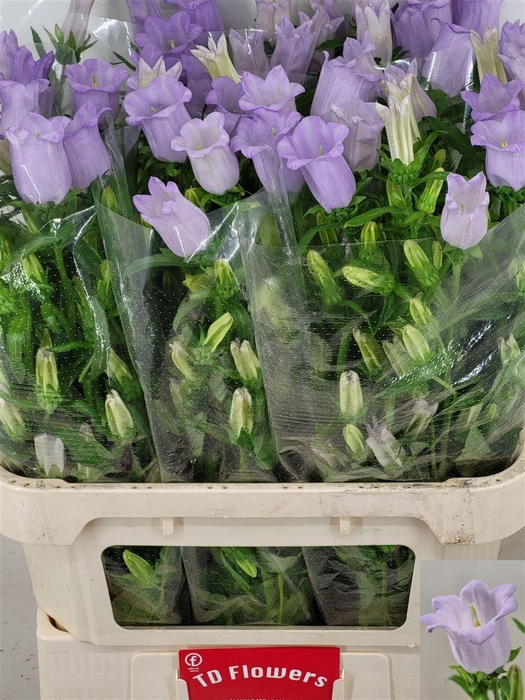 <h4>Camp M Champion Lilac</h4>