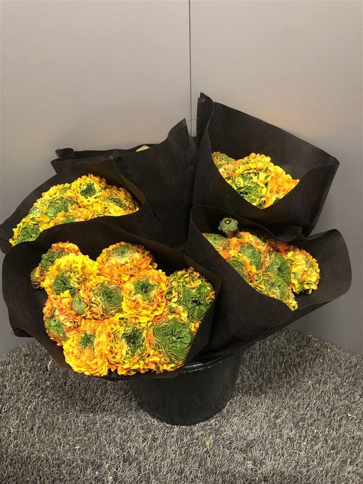 <h4>Ran Pon Merlino Sup</h4>