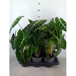 Alocasia   ...
