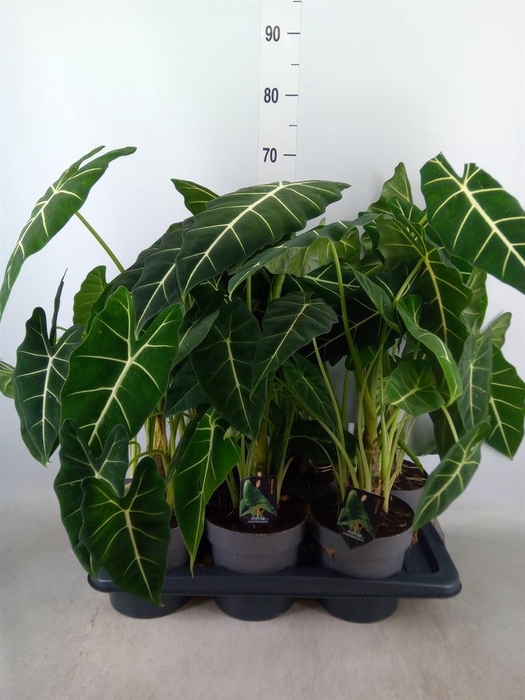 <h4>Alocasia ...</h4>