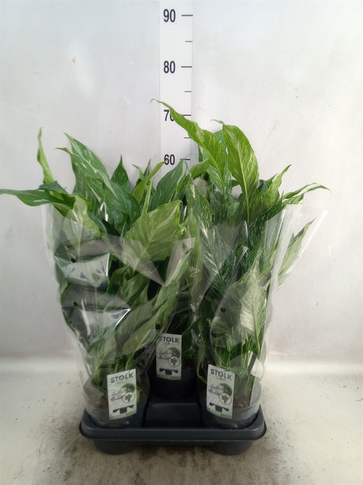 <h4>Spathiphyllum  'Diamond'</h4>