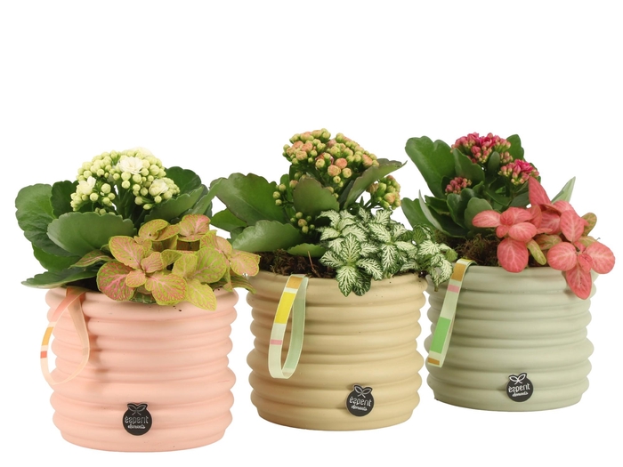 <h4>21953: Contradiction arrangement</h4>