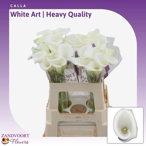 Calla White Art | Heavy Quality