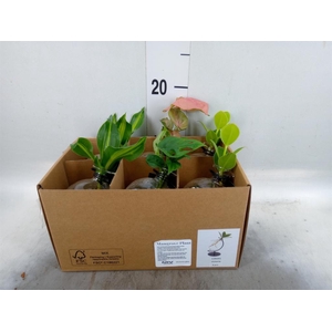 Planten  ..mix