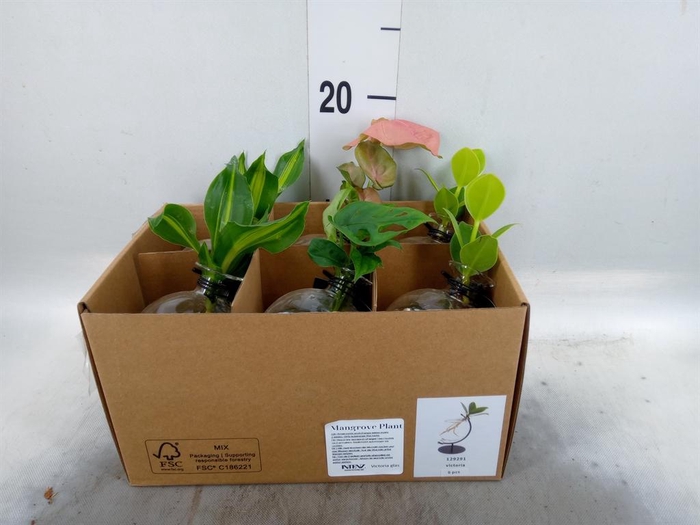 <h4>Planten ..mix</h4>