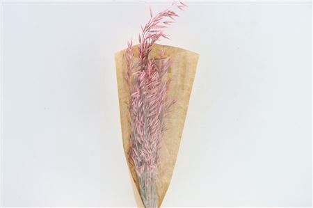 <h4>Dried Avena X5 Frosted L. Pink Bunch Slv</h4>