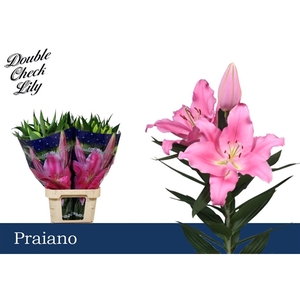 LI OR PRAIANO 3+