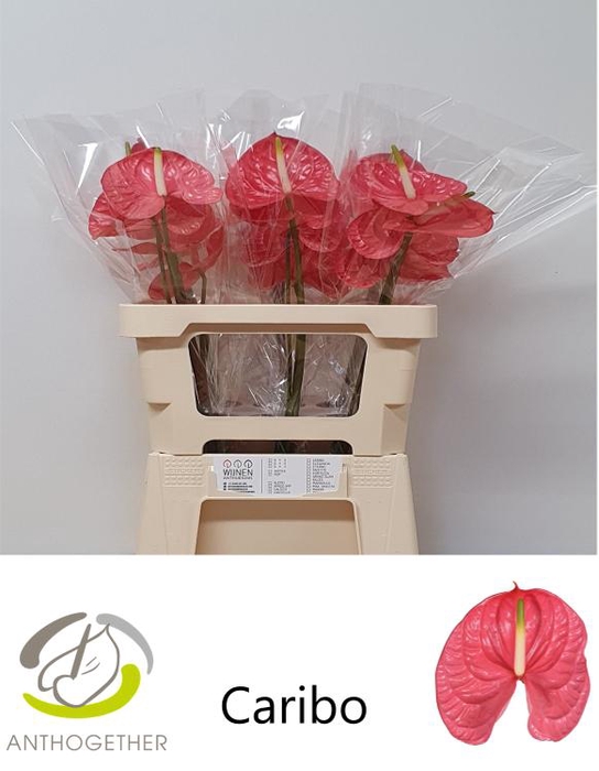 <h4>ANTH A CARIBO 30 OPZET</h4>