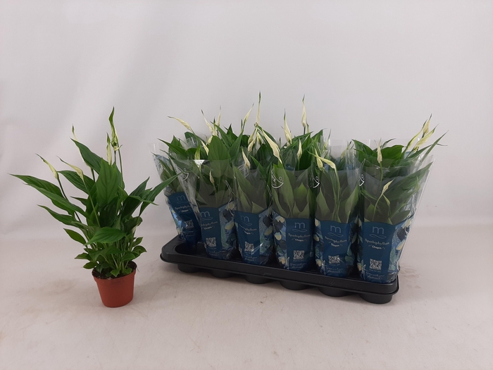 <h4>SPATH CHOPIN</h4>