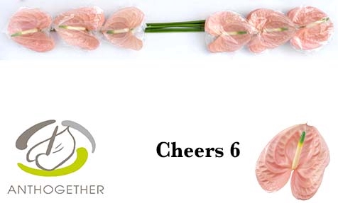 <h4>Anthurium Cheers</h4>