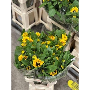 Helianthus Vincents Choice