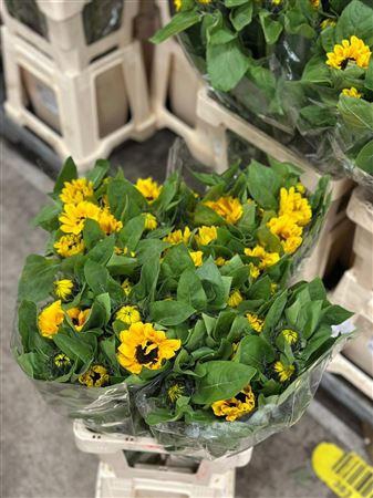<h4>Helianthus Vincents Choice</h4>
