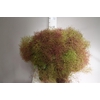Cotinus Royal Purple