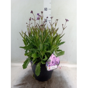 Verbena rigida
