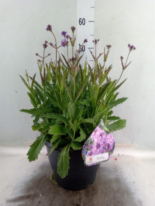<h4>Verbena rigida</h4>