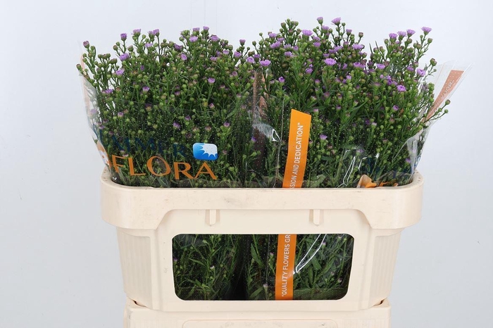 <h4>Aster Painted Lady</h4>