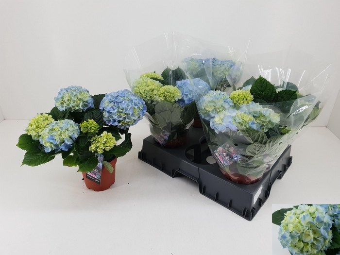 <h4>HYDR M HI RIVER</h4>