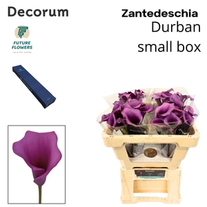 ZANT DURBAN SMALL BOX 50 CM 20 ST.