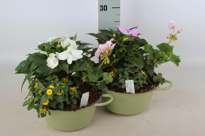 <h4>ARR TUINPLANTEN</h4>