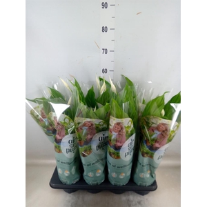 Spathiphyllum  'Strauss'