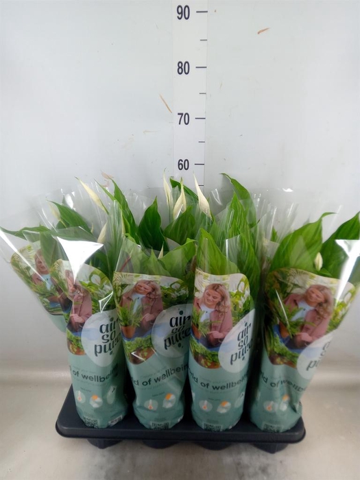 <h4>Spathiphyllum  'Strauss'</h4>