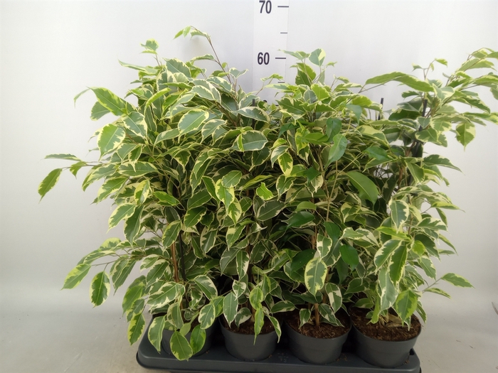 <h4>Ficus benja. 'Samantha'</h4>