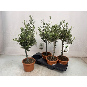 OLEA EUROPAEA