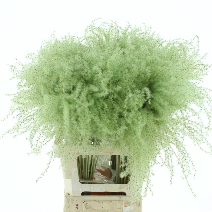 Dried Stipa Feather Mint Groen