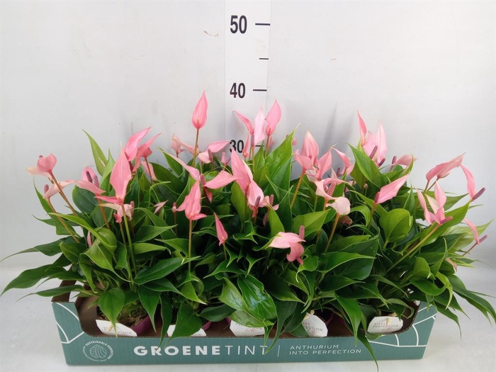 <h4>Anthurium andr. 'Lilli'</h4>