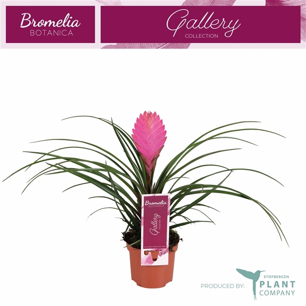 <h4>Tillandsia cyanea 'Anita'</h4>