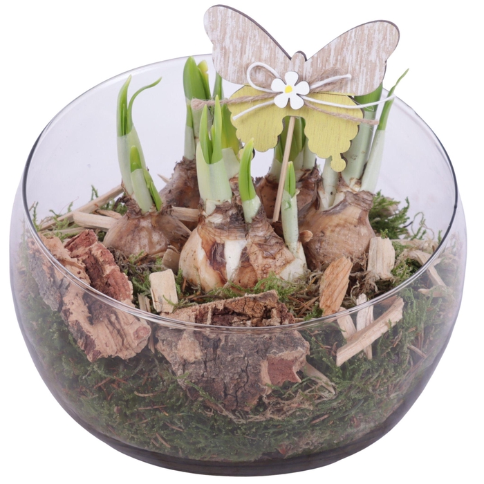 <h4>Bulbs Arr. Narcis Glass Bowl Vase Ø20cm</h4>