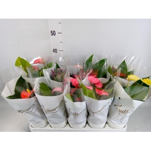 Anthurium andr.   ...mix  3