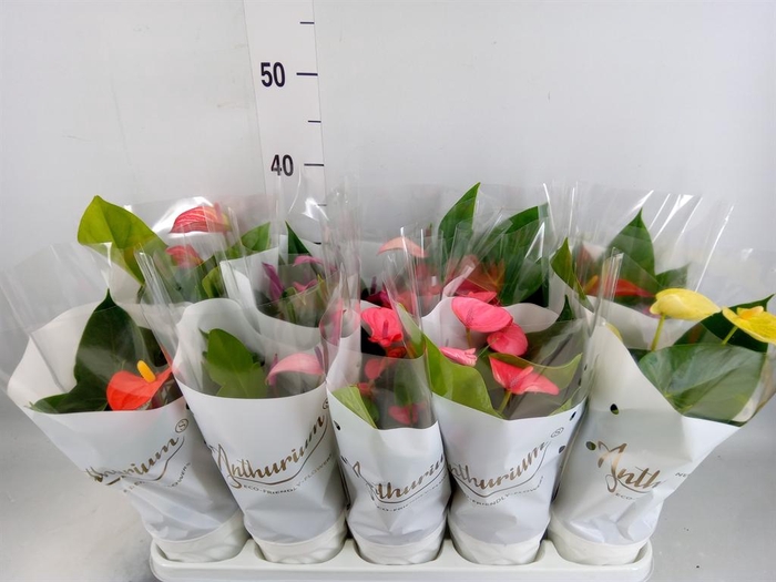 <h4>Anthurium andr. ...mix 3</h4>