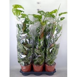 Monstera obliqua 'Monkey Mask'