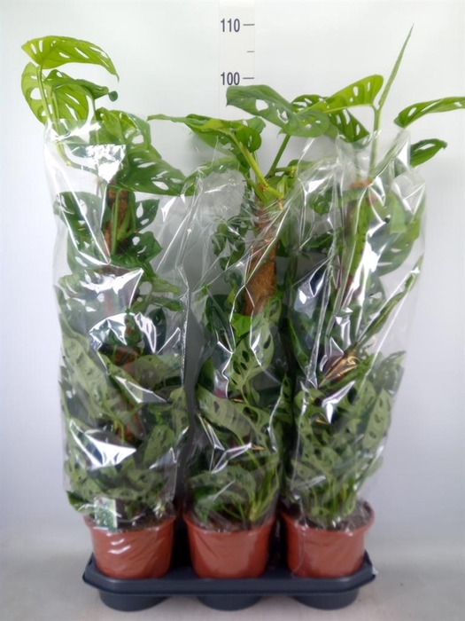 <h4>Monstera obliqua 'Monkey Mask'</h4>