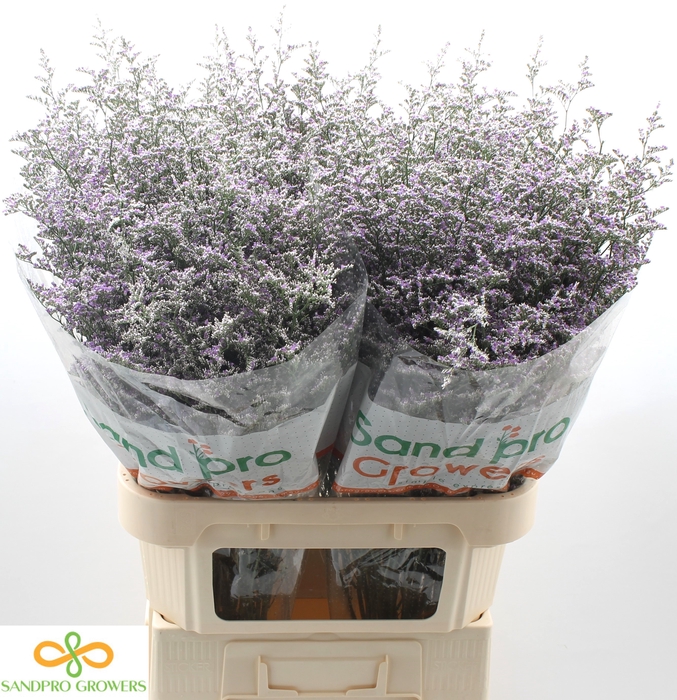 <h4>Limonium 'misty Blue'</h4>