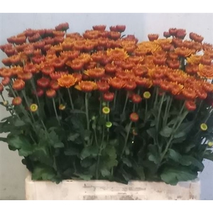 Chr T Ov Oranje