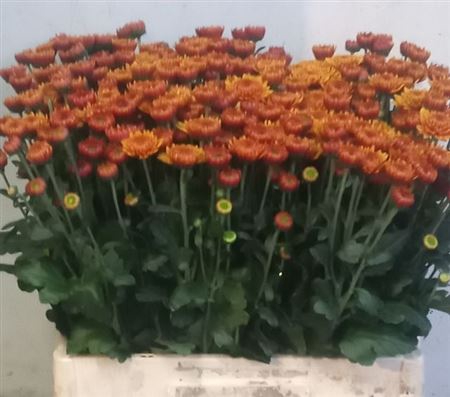 <h4>Chr T Ov Oranje</h4>