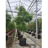 Overig planten