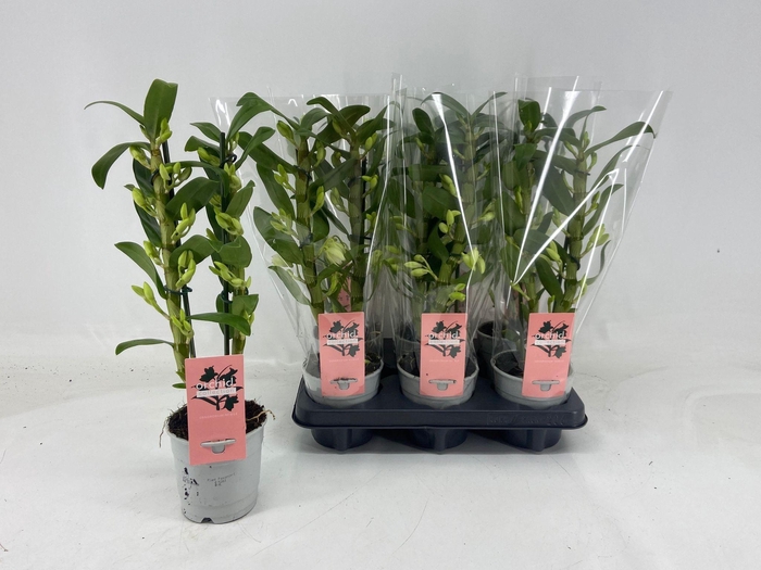 <h4>DENDR N SC APOLLON</h4>