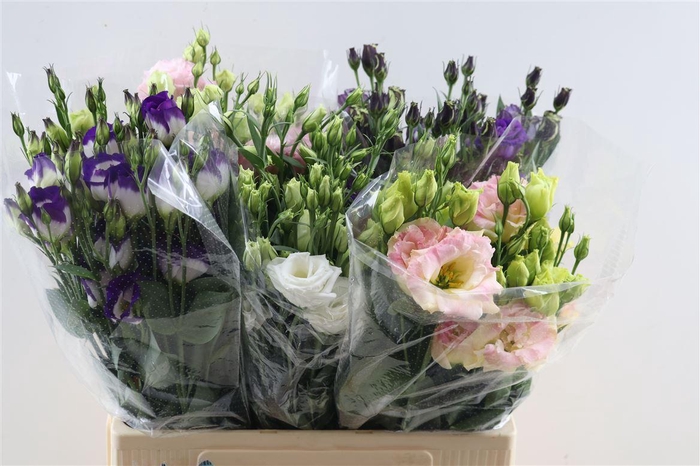 <h4>Eust G Elece Apricot New</h4>