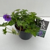 Geranium 'Rozanne'