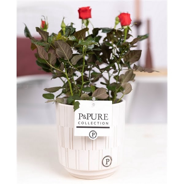 <h4>Rosa red in P&PURE Tess2 ceramics white</h4>