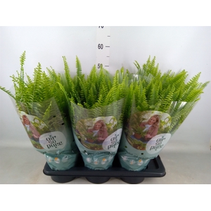 Nephrolepis exal. 'Green Lady'