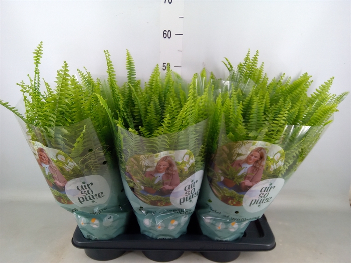 <h4>Nephrolepis exal. 'Green Lady'</h4>