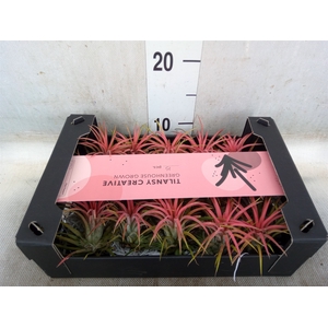 Tillandsia ionantha
