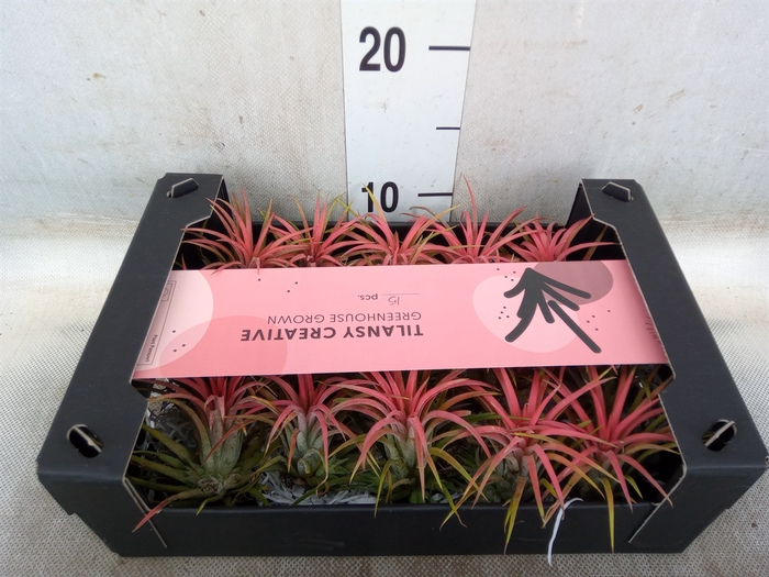 <h4>Tillandsia ionantha</h4>