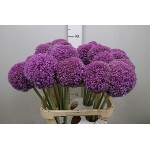 Allium Giganteum