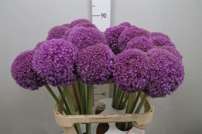 <h4>Allium Giganteum</h4>