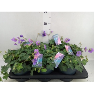 Geranium  'Bloom Me Away'